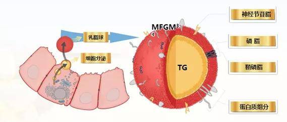 你以为宝宝只要吃饱就能聪明成长，真相往往不是你想的那样…