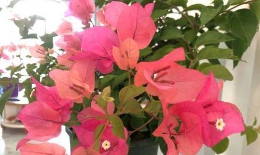 三角梅开花后怎么修剪才多分枝 df7da24aed324c44ba19e0324b95cdfd.jpeg