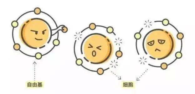 为什么要抗氧化呢什么是抗氧化