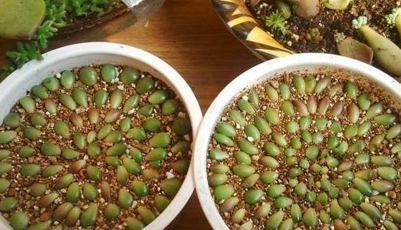 多肉种子几月份播种最好 ef01196e19f041af87772687e9cc4ffc.jpeg