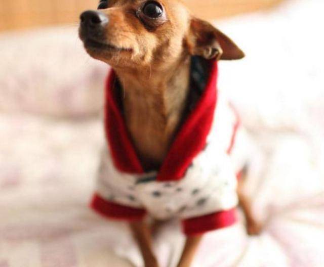 小猫老是咬自己的脚 3da08fa3fc39481bac32dc416e226d17.jpeg