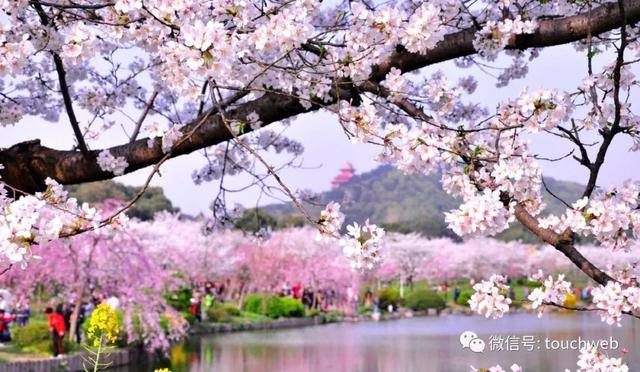 虎牙|斗鱼虎牙财报对比：虎牙营收小幅领先 斗鱼付费用户数更高