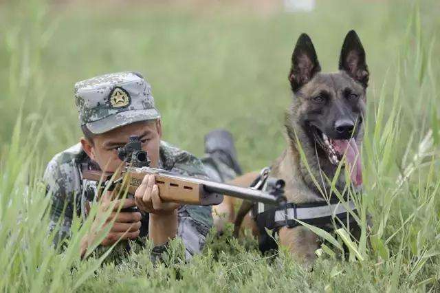 各国退役军犬的结局俄罗斯给发工资英国安乐死我们呢