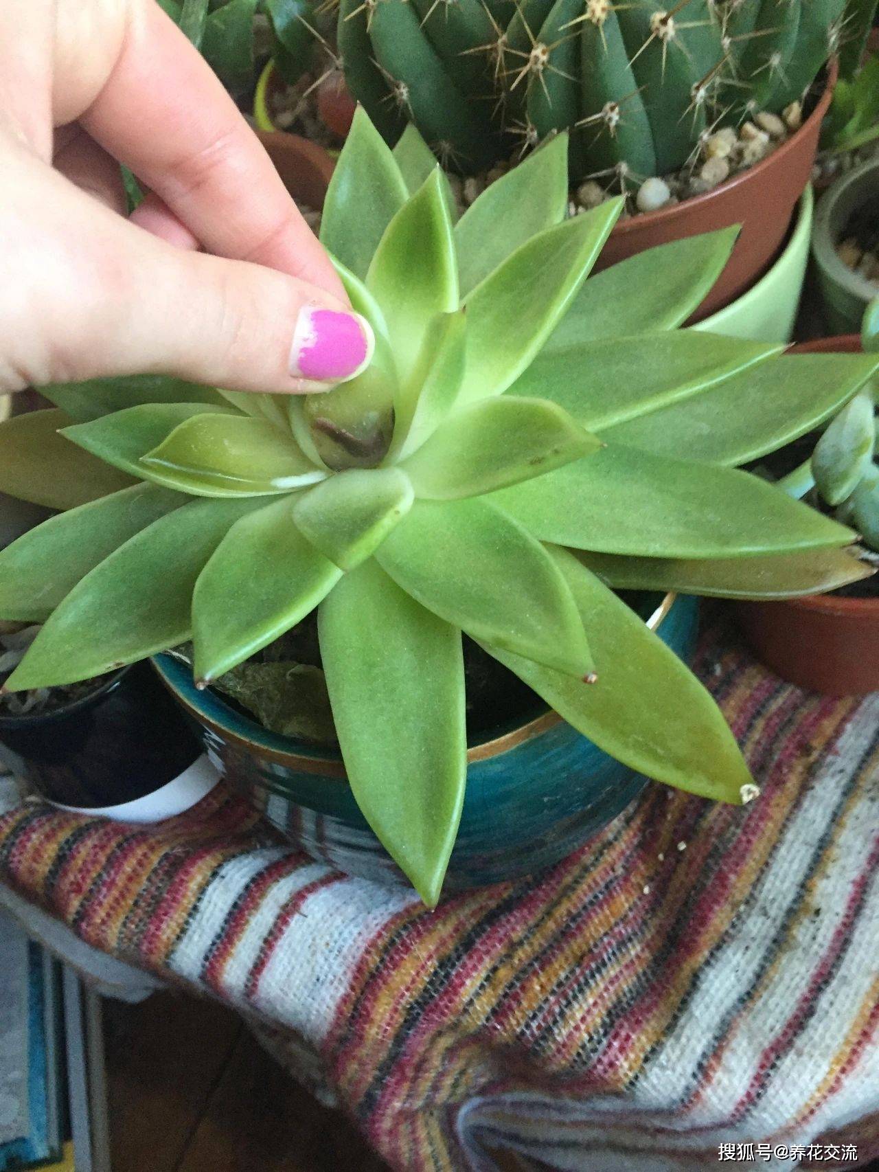 多肉如何安全过夏天 aba525792fa642549863ec366d42aa24.jpeg