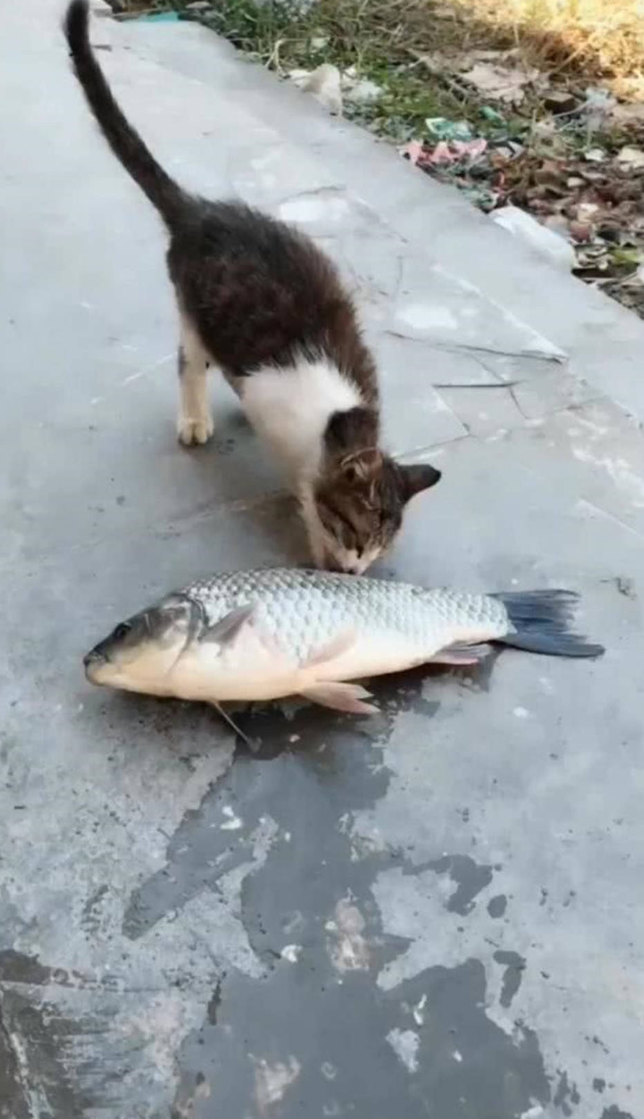 小猫咪准备朝大鱼下手,没想到大鱼突然诈尸,瞬间吓得直往后退_小猫