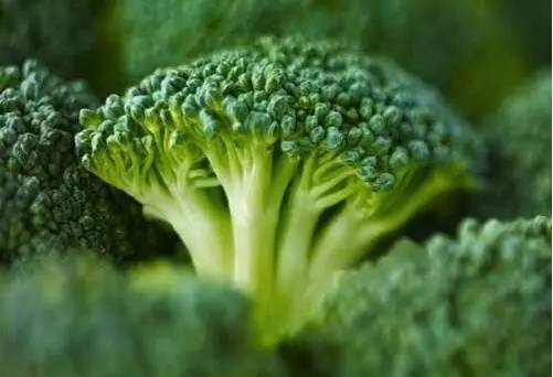 怎么挑选西兰花才是新鲜的 a6087a6dcf0648ac9e3d6a9b29e84552.jpeg