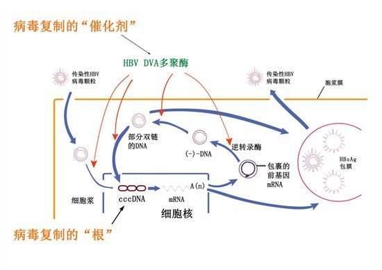 乙肝新药开发前提条件，深入认识病毒学，复制过程并不简单