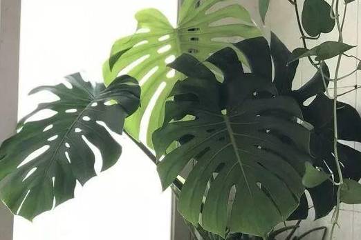 龟背竹怎么换盆视频教学 b02c389ad1c14249a5ebd22ddd6b2e15.jpeg