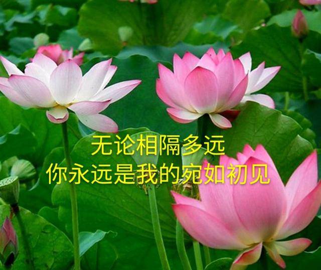 有一种爱,不在身旁,却在心上;有一个人,无缘相守,却是心里的惦记