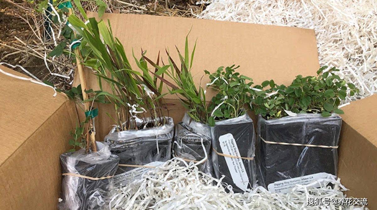 盆栽花卉苗购买指南 7ae1135ca6314ae3ac796355e9b019fd.jpeg