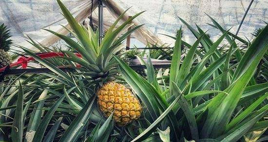 菠萝怎么吃不酸又好吃 1766e9bfe595439eb3676de2225e7739.jpeg