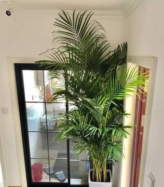 客厅最旺的大花盆 601ad8844e234dc9be3890e9ab67d874.jpeg