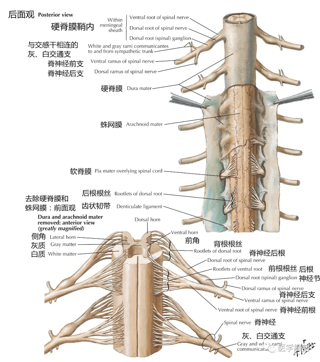 高清解剖图谱:脊神经详细解剖