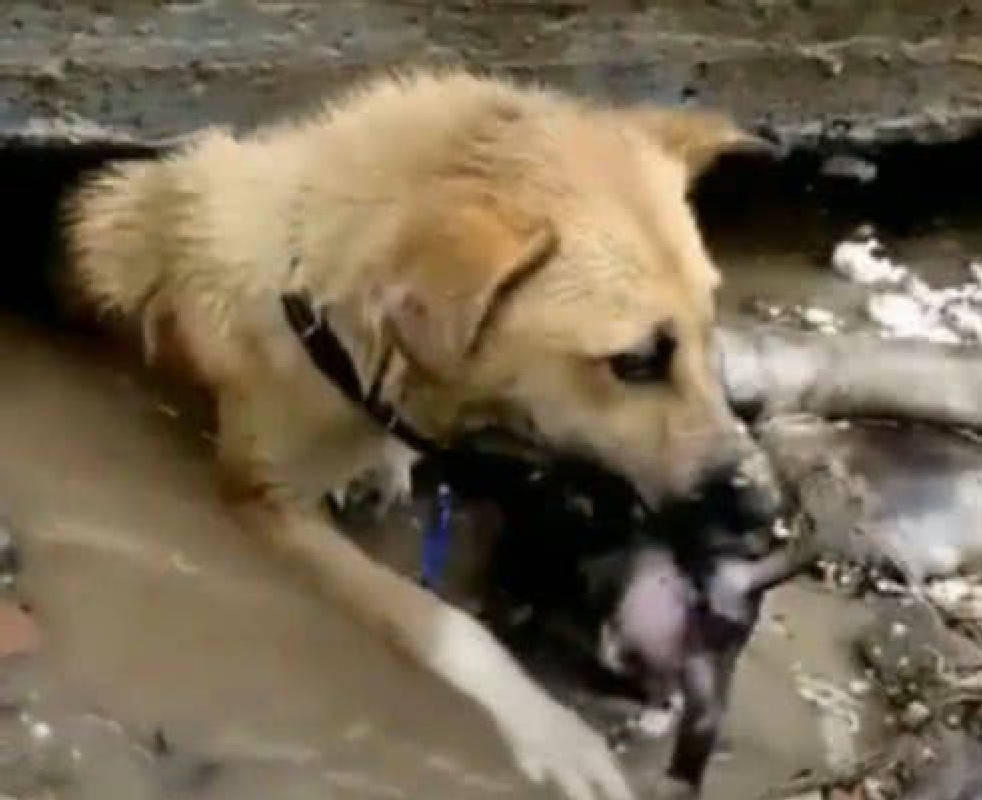流浪狗雨天挣扎在泥坑,男子刚欲上前帮它一把,却被这一幕感动