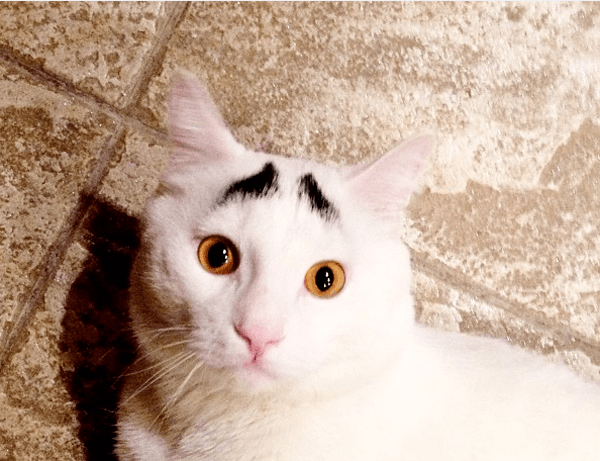 50146ff2da72447d95f562d5b103bb2e.png