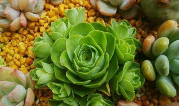 多肉怎么爆盆好看 520bea8614e74934a85e6800512bd78b.jpeg