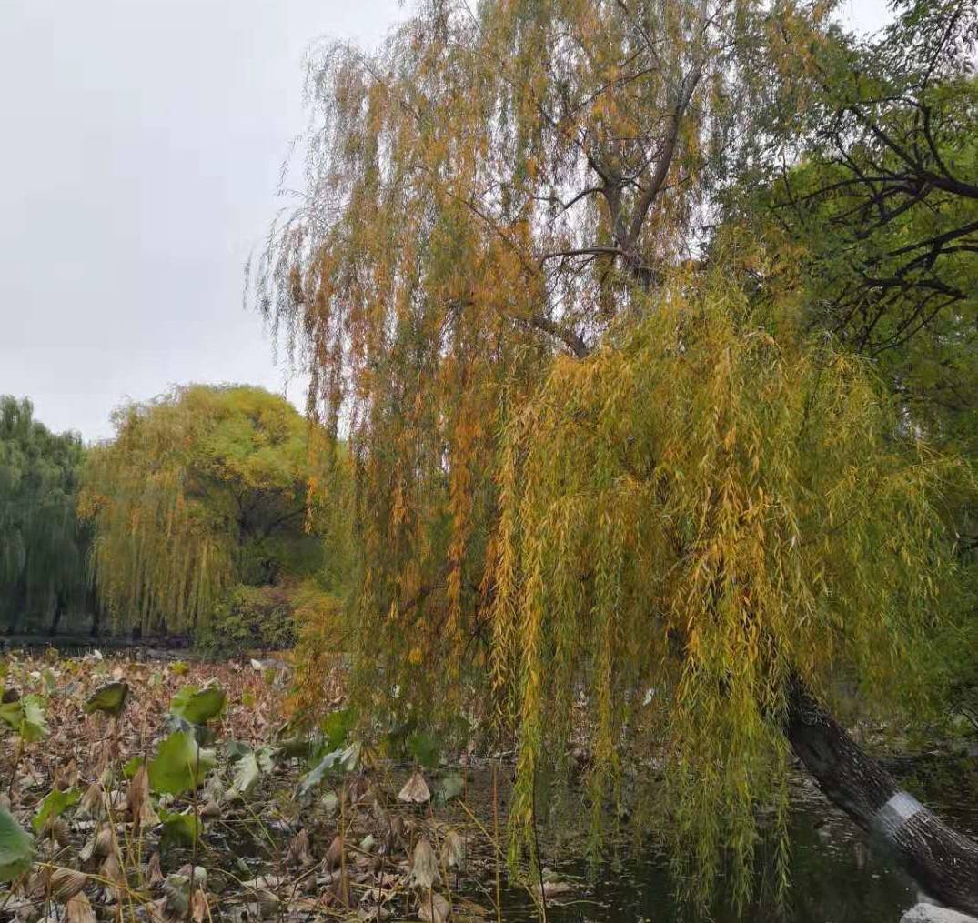 英语|这所热门院校全日制都考英语一！专硕考研难度再升级！