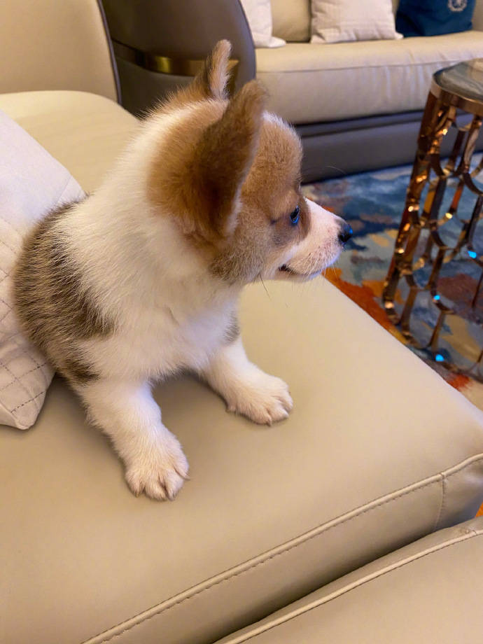 不理会丈夫道歉，李湘晒出家里“新成员”宠物