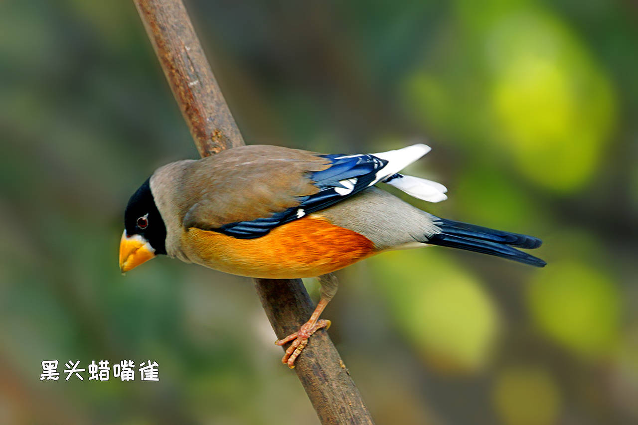 与黑头蜡嘴雀不同的是,该鸟雌雄异形异色,雄鸟头灰黑色,背部灰褐