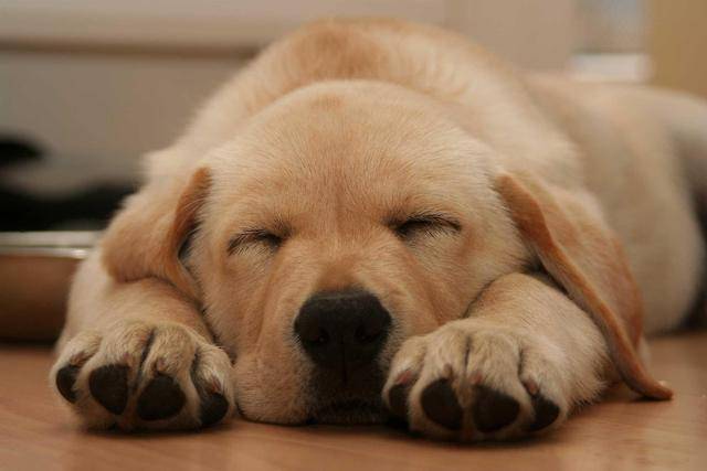 狗为什么没事就睡觉?一直犯困的狗健康么?