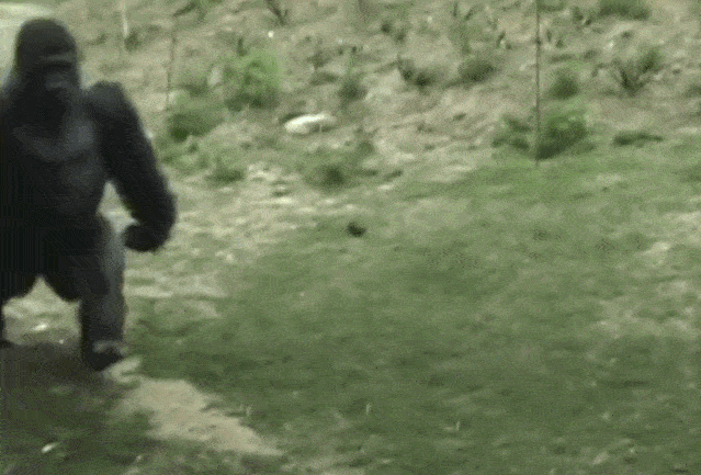 原创不要随便阻止你的宠物吃屎,那可能是件好事