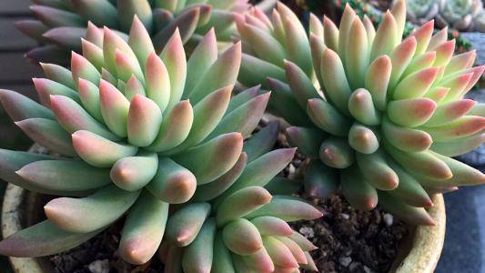 多肉怎样才能出状态 f68c88c73b9c45df91750db4860d001d.jpeg