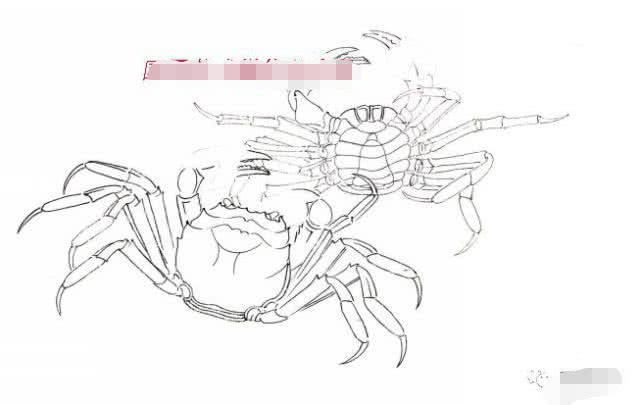 工笔螃蟹画法步骤详解,螃蟹的构图白描稿!