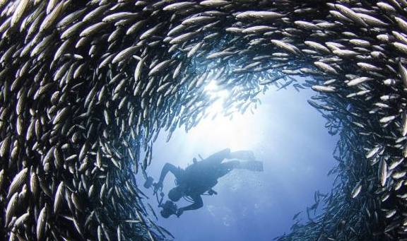 梦境之谜，解析梦见抓到一条鱼，见其脱甲后放生的深层含义