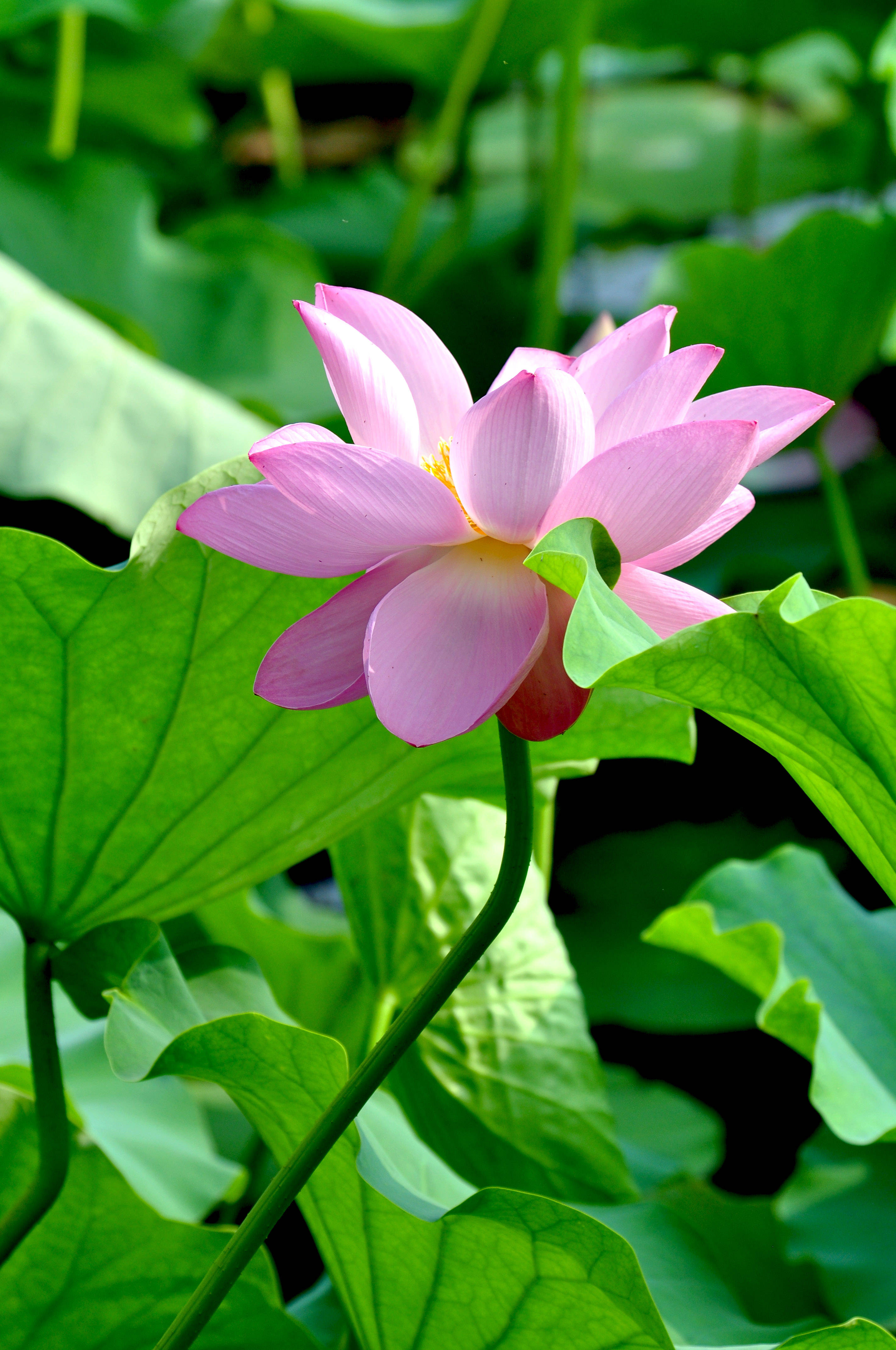 见闻记录|2020圆明园荷花季（二）亭亭玉立