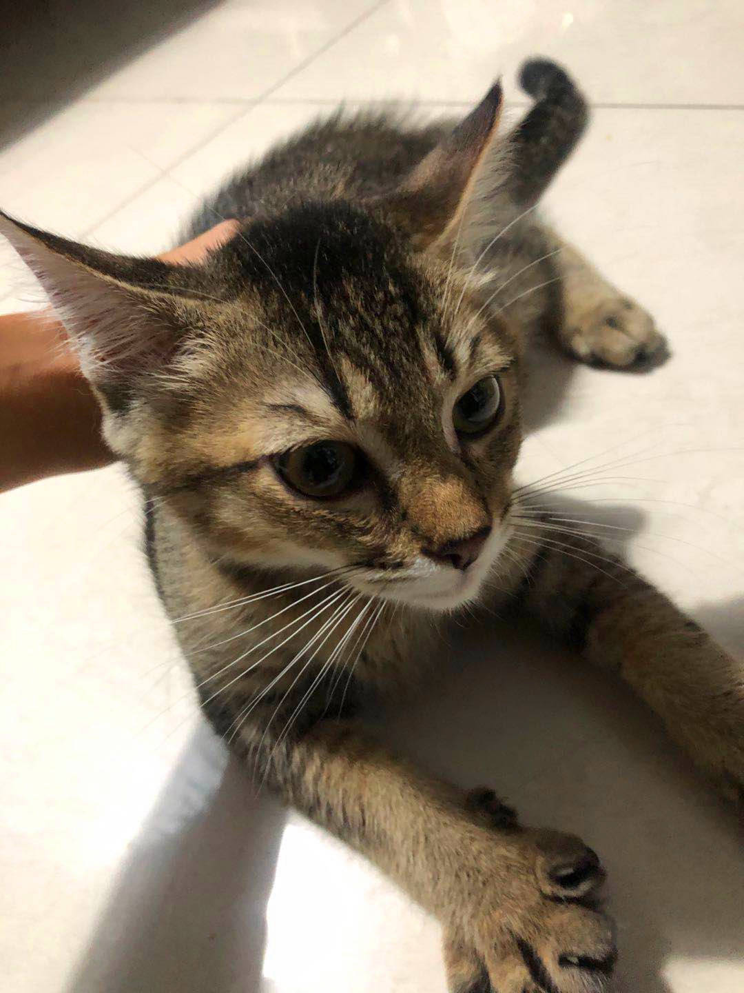 看看这只暹罗猫和渐层猫的后代再说!