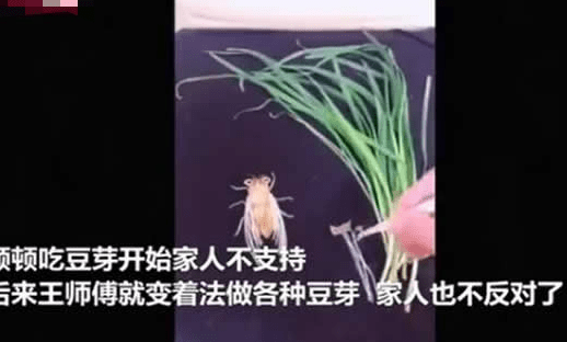 功夫豆芽！学校厨师用豆芽制作动画片，家人天天陪着吃豆芽