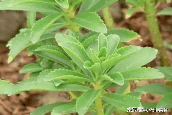 夏草的功效和作用 3934e095542344bd9c1d1e26a0b8a9dd.png