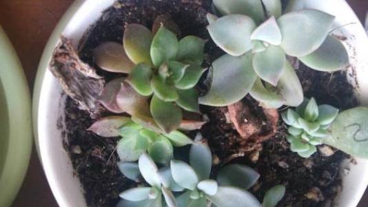 多肉怎么分辨品种 d07086182c9744a38a0052a7b0955745.jpeg