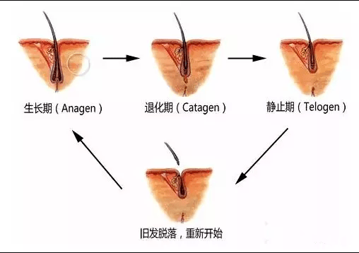 头发|娜扎消失的头发全回来了…这方法比鞠婧祎还高明！