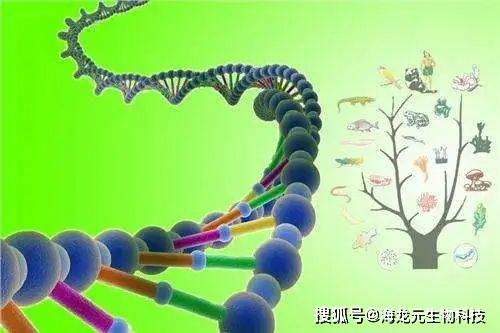 生物酶解技术在人类健康领域的应用较多,其通过酶的