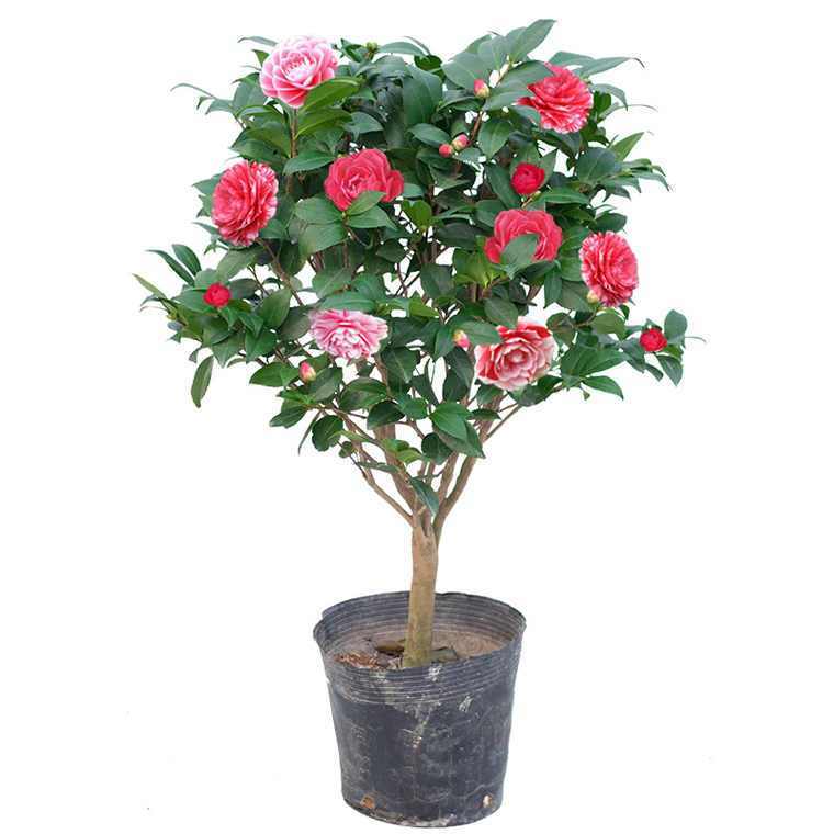 盆栽花怎么养护 137ce55e92024a38aa2bd0cd6a3d4eab.jpeg