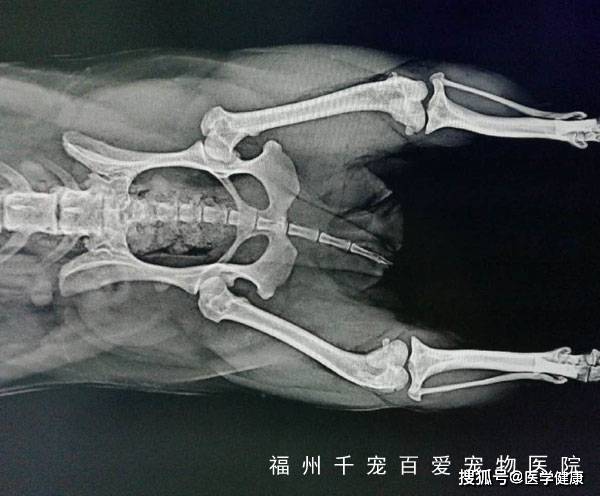 狗狗髌骨脱位有哪几种情况?手术是治疗狗狗根治髌骨脱位的唯一方式