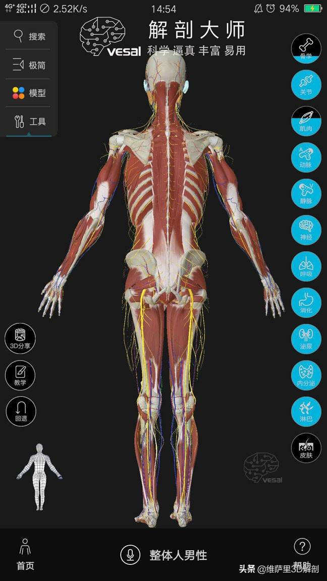 「分享」告诉刚学医的你,怎样学好解剖学?