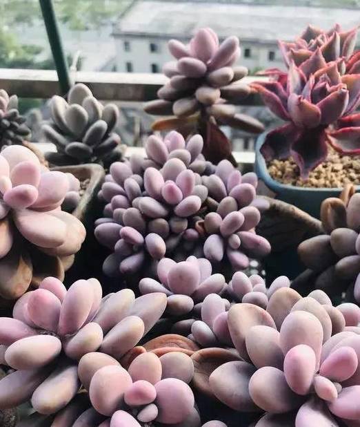 多肉怎么养才能是粉色 459779d67ef849c48ea50a7a1576ee7d.jpeg