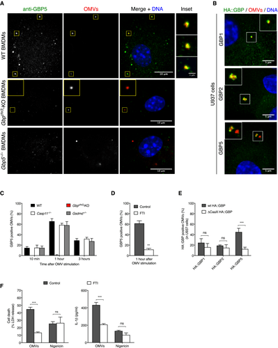 with omvs and inflammasome activation require protein iso