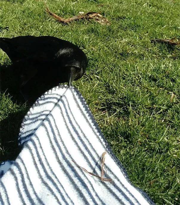 什么东西不怕布只怕石头猜一成语_木猜一成语疯狂看图(2)