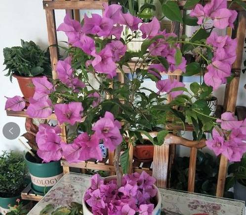 如何修剪三角梅才会开花多 da9f24aae98c45e8b03a924a44012344.jpeg
