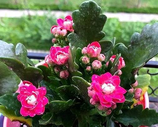 几月份扦插长寿花会爆盆 063cc028f20f4e5fa4408fd81cbd1fcd.jpeg