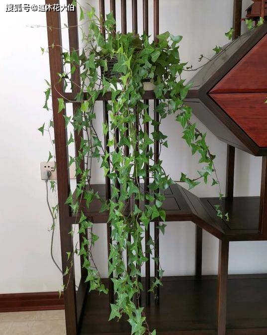 阳台什么植物好养活 1d886cda05e14812b7c2eaa4a0a46ba7.jpeg