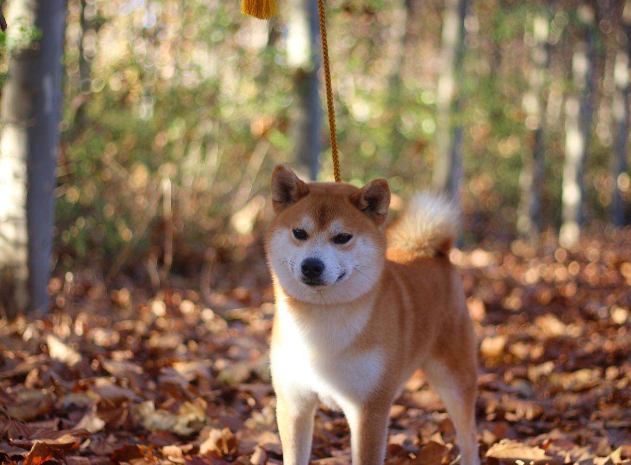 柴犬幼犬怎么看长大了好不好看