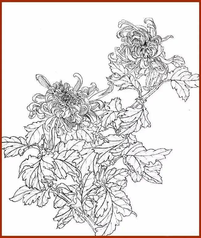 金秋画菊正笔,极美菊花白描,学习参考!