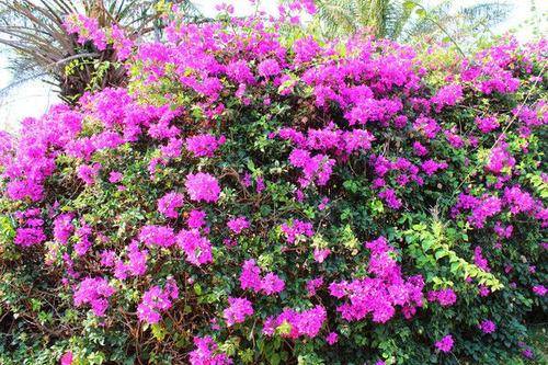 三角梅开花后怎么浇水最好 b0e09535d55e4090bcd956aaf33dc3dc.jpeg