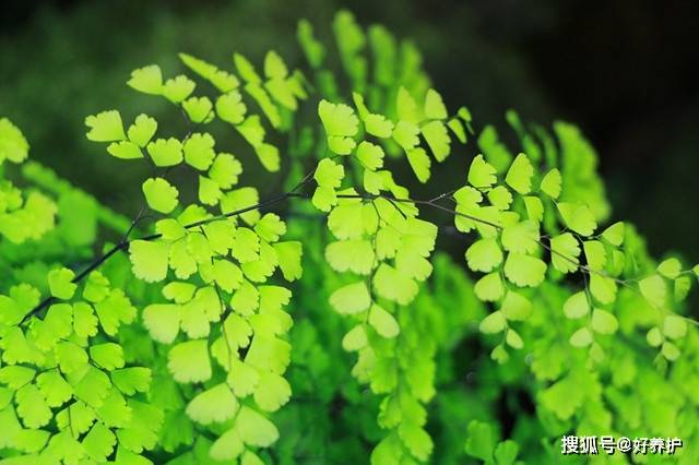 适合在家里养的蕨类植物 0705f00e852847b8ae985fc33cbfcf4e.jpeg