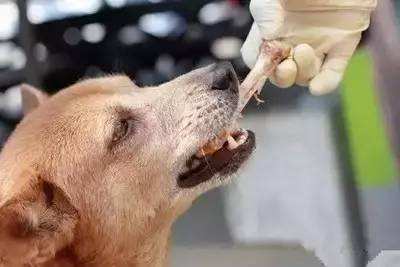 狗为啥吃鸡 438aaefa204d424d895e57fd4cae646a.jpeg