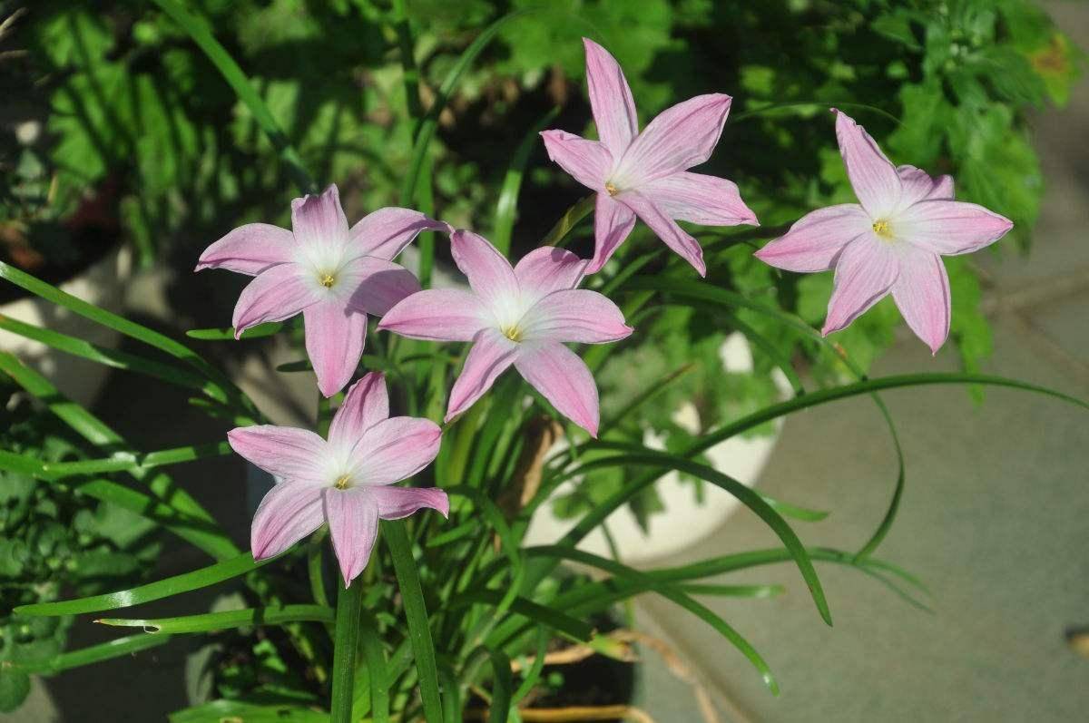 风雨兰怎么才能开花多 03f34d36c5274c6390313fa853b09d96.jpeg